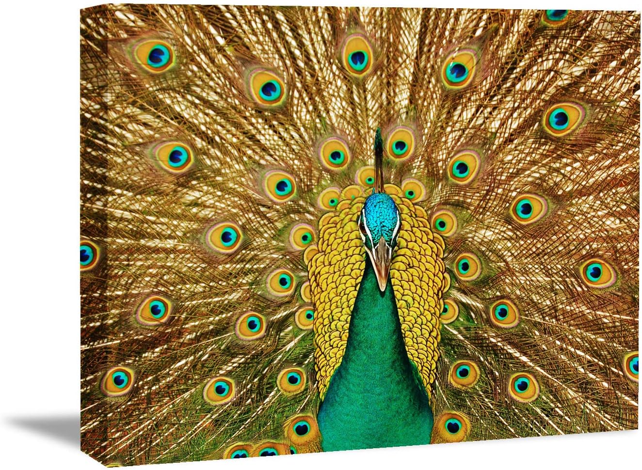 Brusheslife Peacock Canvas Art: Single Panel Wall Decor for Living Room