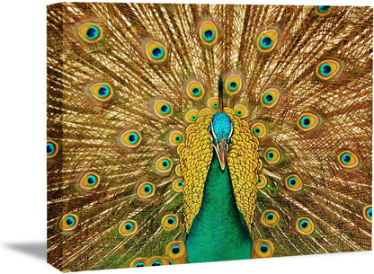 Brusheslife Peacock Canvas Wall Art: Luxurious Black and Gold Tail Feather - Giclee Prints for Living Spaces