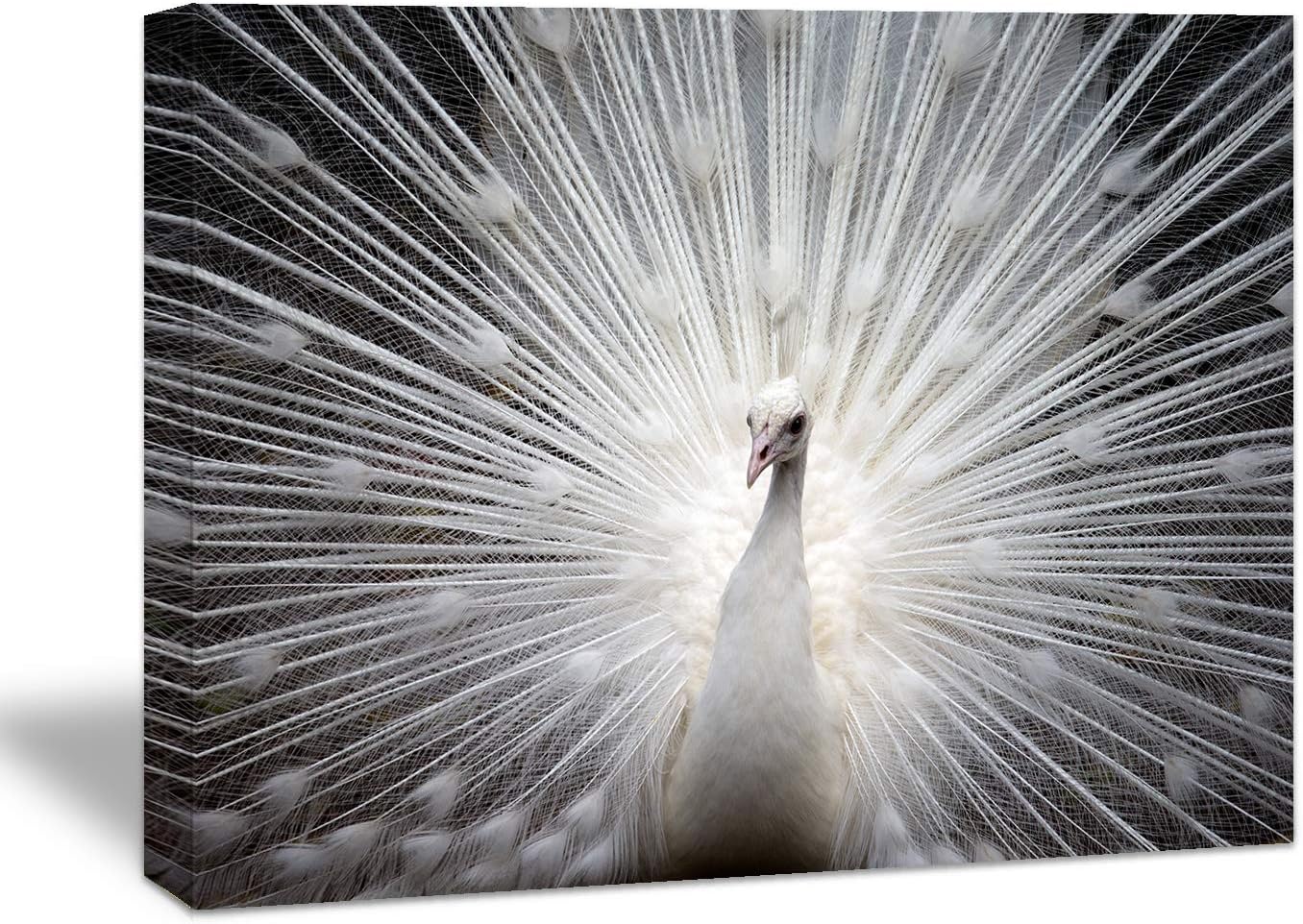 Brusheslife Peacock Canvas Wall Art: Luxurious Black and Gold Tail Feather - Giclee Prints for Living Spaces